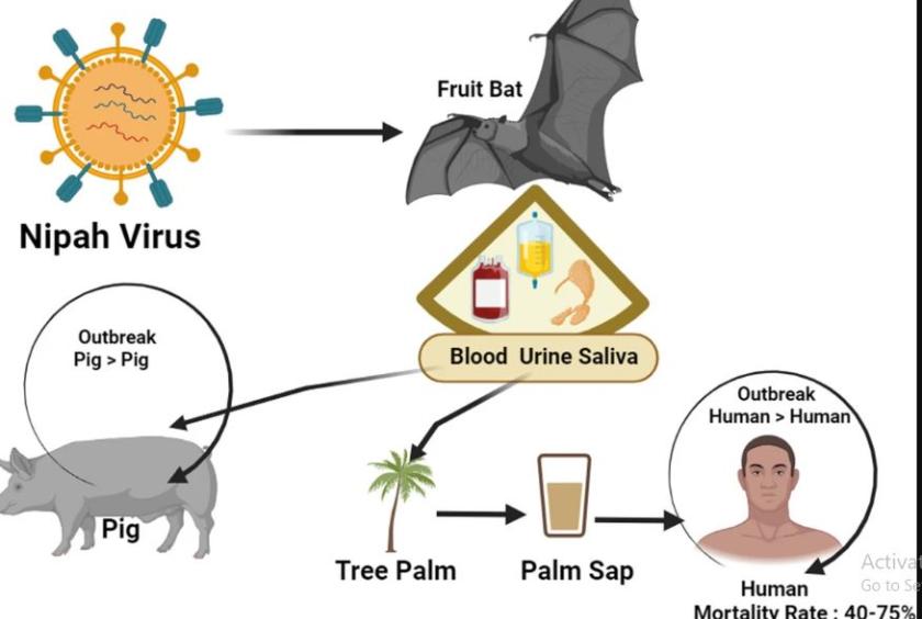 Health Ministry says Nipah Virus detected in neighboring countries but not yet in Myanmar