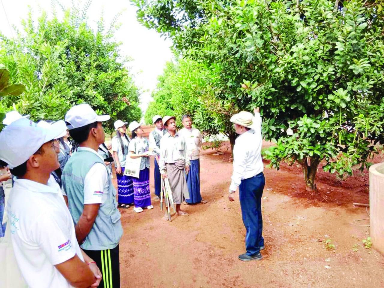 Neighboring country offers to purchase macadamia cultivated across Kachin, Kayin, Chin, Shan...