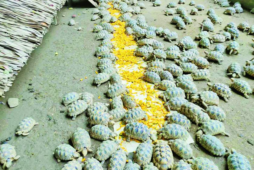 Myanmar Conserves Endangered Star and Roofed Turtles as National Biological Treasures