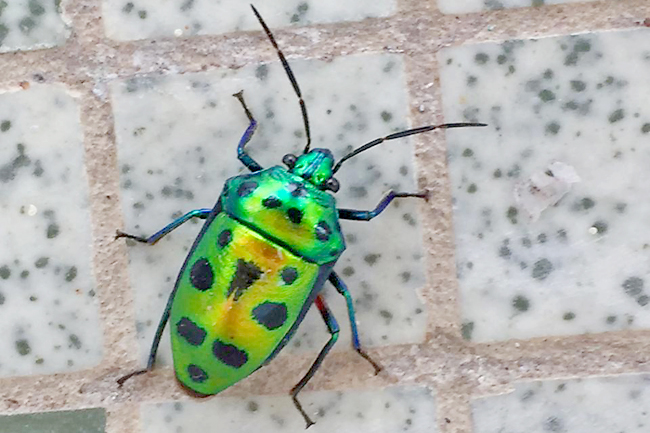 Lychee Shield Bug (Chrysocoris stollii) · iNaturalist