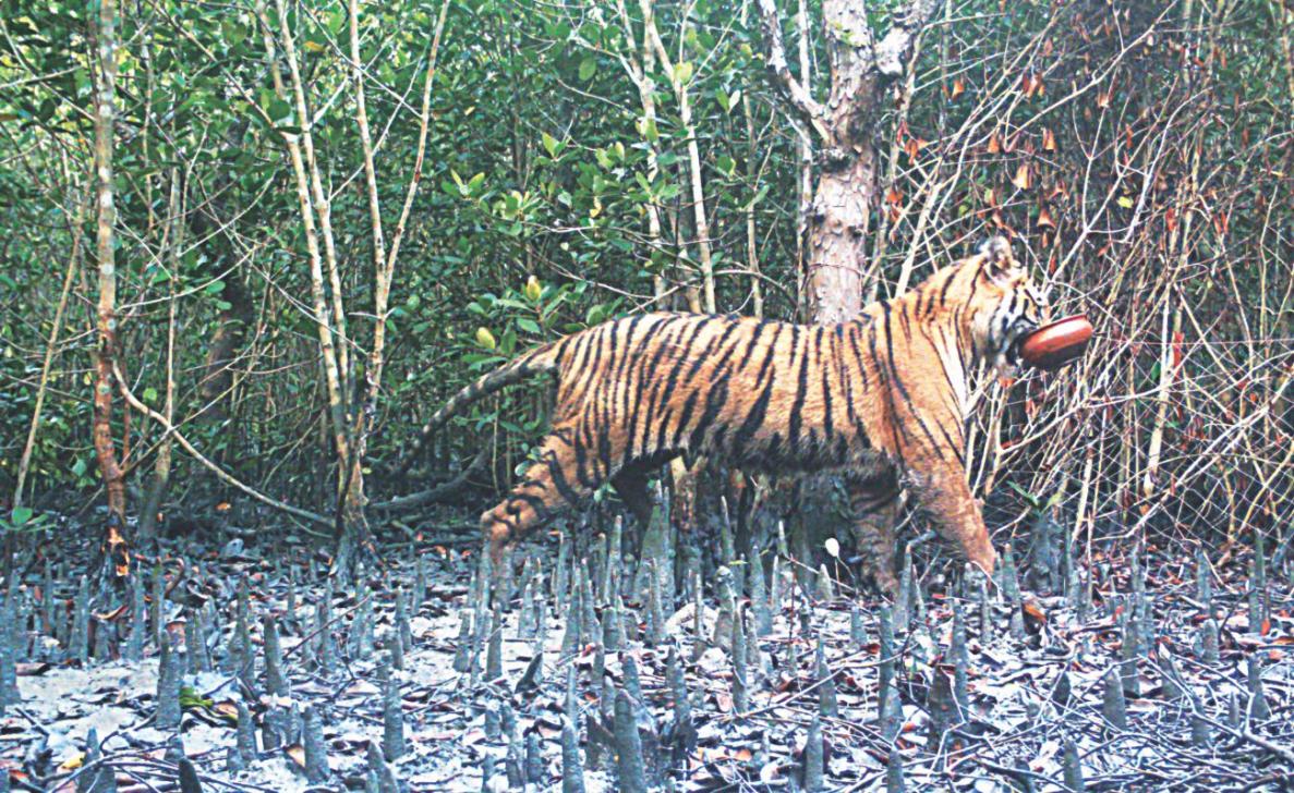 bengal tiger habitat loss