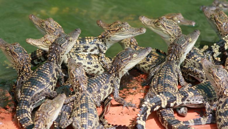 Cambodia's crocodile farmers and conservationists forge unlikely alliance