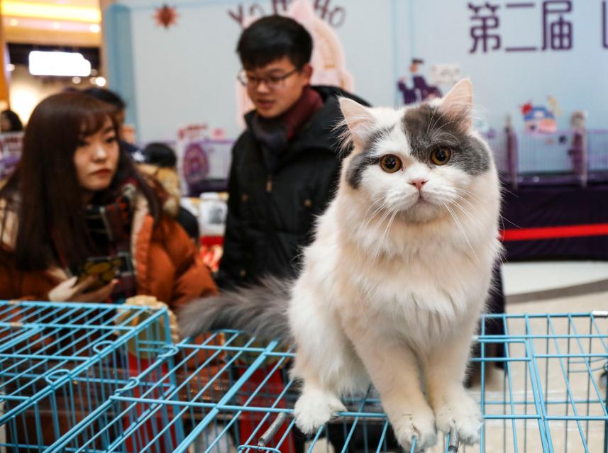 67 million cats in China spawn 'purrfect' economy