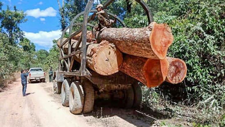 Cambodian Authorities Reject RFA Timber Trafficking Claim 