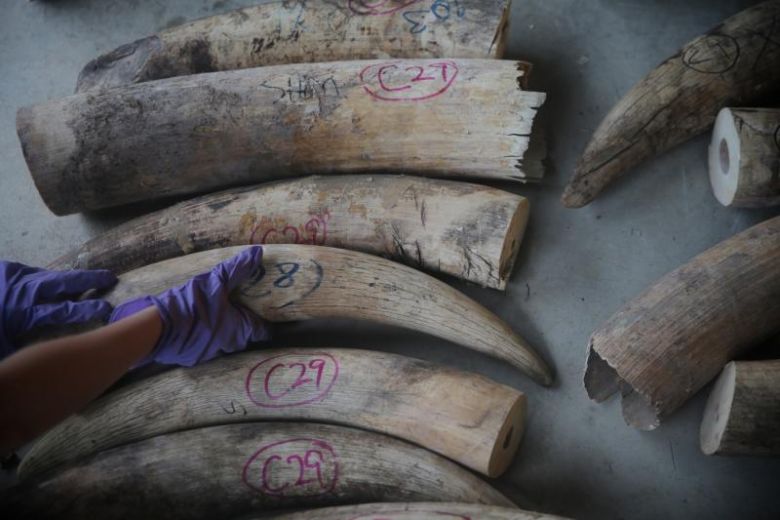 Record haul of elephant ivory seized in Singapore Eleven Media Group
