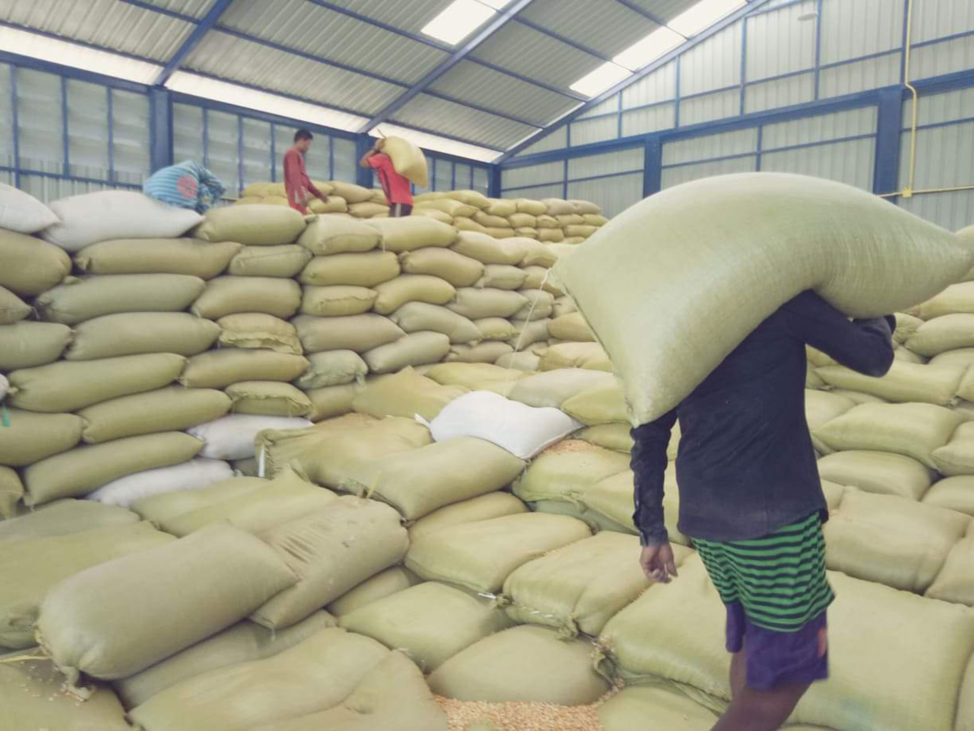 Millet grains pile up to export to Thailand Eleven Media Group Co., Ltd