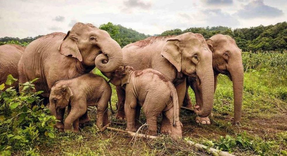 Longterm plan to better protect Asian elephants 
