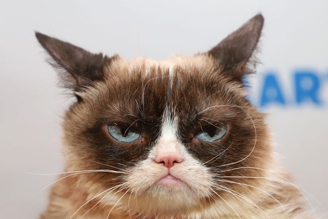 Internet Star Grumpy Cat Dies At Age 7 AsiaNewsNetwork Eleven 