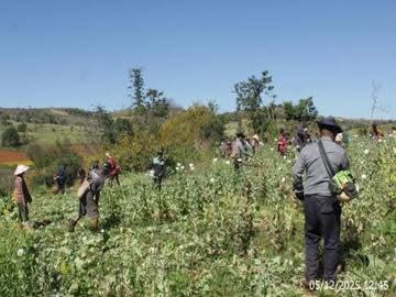 Myanmar police destroy 50 acres of opium poppy fields in Shan State as UNODC reports sharp rise in cultivation