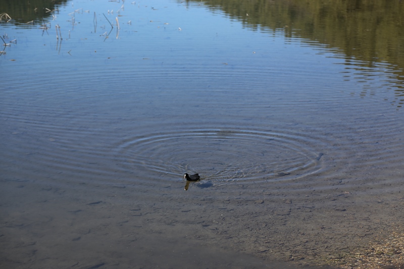 Nepal: Migratory birds start flying into Rara as cold sets in