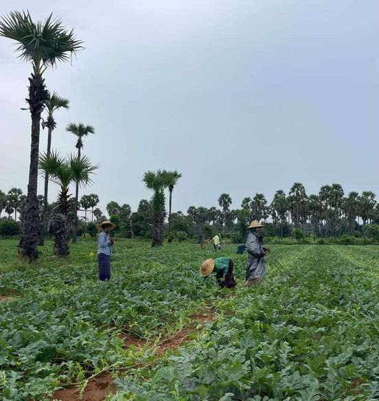 Myanmar plans to export watermelons and musk melons to China through