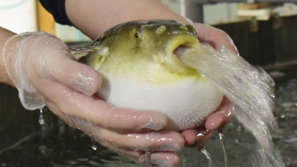 japanese-company-cultivates-pufferfish-in-hot-spring-water