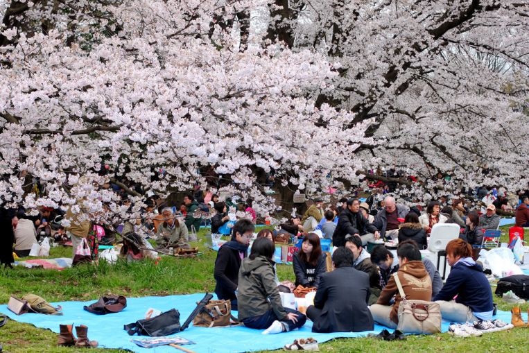 Sakura season in Japan forecast to start earlier this year from mid ...