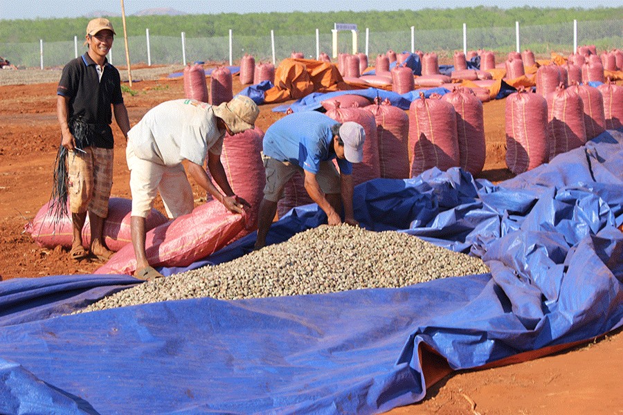 Cashew price to recover this year | #AsiaNewsNetwork | Eleven Media Group Co., Ltd