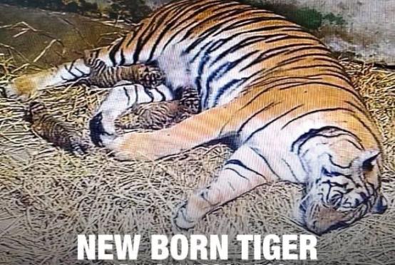 Photo: Yadanabon Zoological Gardens