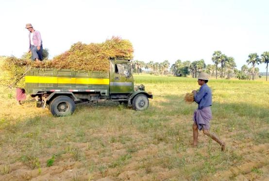 Caption: farmers harvesting sesame seeds in Myaing Township seen last year