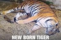 Photo: Yadanabon Zoological Gardens