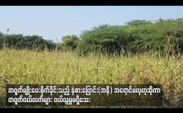 Embedded thumbnail for တရုတ်ကုန်သည်များက မျိုးပေးစိုက်ခိုင်းသည့် နှံစားပြောင်း(အနီ) မန္တလေးစျေးကွက်ထဲဝင်ရောက်လာသော်လည်း တရုတ်ဝယ်လက်များ ဝယ်ယူမူ မရှိသေး