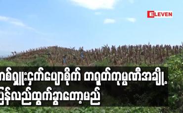 Embedded thumbnail for တစ်ရှူးငှက်ပျောစိုက် တရုတ်ကုမ္ပဏီအချို့ ပြန်လည်ထွက်ခွာတော့မည်