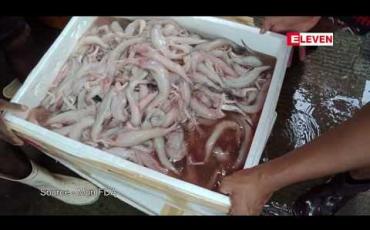 Embedded thumbnail for ပိဿာချိန် ၁၈၀ ကို ဖျက်ဆီးခဲ့ဟု မွန်ပြည်နယ် FDA တာဝန်ရှိသူပြော
