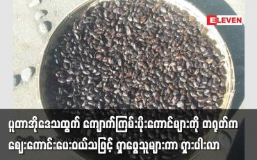 Embedded thumbnail for ပူတာအိုဒေသထွက် ကျောက်ကြမ်းပိုးကောင်များကိုရှာဖွေသူများပြားကာ ရှားပါးမှု ကြုံတွေ့နေရ