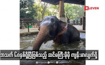 Embedded thumbnail for အသက် ၆၈ နှစ်ရှိပြီဖြစ်သည့် ဆင်မကြီးမိုမို ကျန်းမာလျက်ရှိ