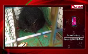 Embedded thumbnail for လွိုင်ကော်မြို့ရှိမန်ကျည်းပင်တစ်ပင်ပေါ်တွင် ရှားပါးတောရိုင်းတိရိစ္ဆာန်ဖြစ်သည့် ဝံကြောင်တစ်ကောင် တွေ့ရှိ