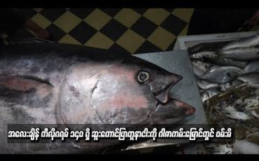 Embedded thumbnail for အလေးချိန် ကီလိုဂရမ် ၁၄၀ ရှိ ဆူးတောင်ပြာတူနာငါးကို ဂါဇာကမ်းမြောင်တွင် ဖမ်းမိ