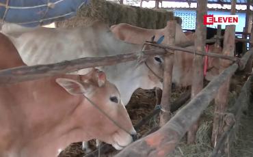 Embedded thumbnail for မြန်မာ့ပို့ကုန် နွား၊ကျွဲ များ မဲဆောက်ဈေးကွက်တွင် ပုံမှန်ထက် အရောင်းသွက်နေ
