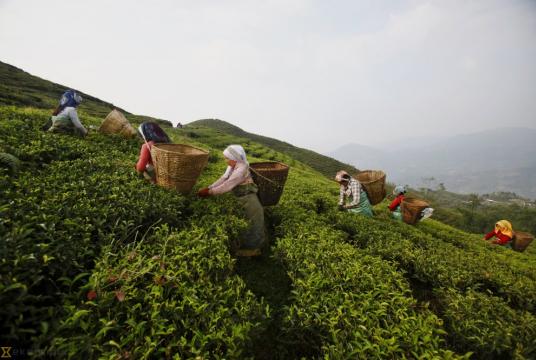 Women pick tea leaves at a tea garden in Kanyam, Ilam. Post File Photo