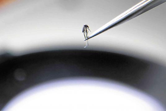 TINY BUT DEADLY A tweezer holds a mosquito at the Pasteur Institute in the southern Vietnamese city of Nha Trang where research is under way to find a natural method to stop the tiny but deadly insect from spreading the virus, which has caused a surge in dengue cases in Southeast Asia this year. —AFP