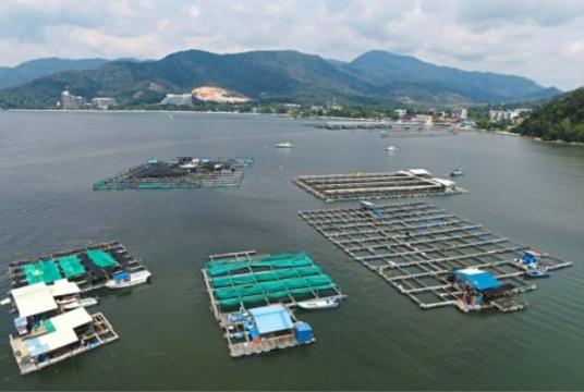 An aerial view of the affected fish farms in Teluk Bahang./The Star