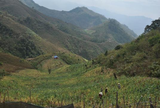 Poppy plantations in Wai Moe Region, Kanpaikte Township, Kachin State seen in 2016.