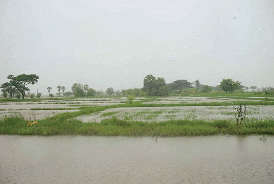 Some farmland are flooded due to Yinnyein Sluice Gate being blocked. (Photo-Myo Aung)