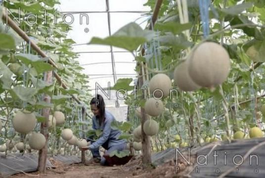 The IoT-based solution, which is jointly provided by DTAC and the NECTEC, to one melon farm in Chachoengsao province helped boost the farm’s yields./The Nation