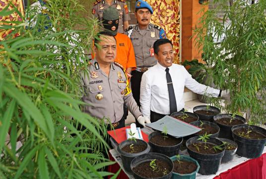 Denpasar Police chief Sr. Comr. Hadi Purnomo (left) shows marijuana trees seized from Bali fashion designer Nandi in a press conference on Wednesday. (JP/Ni Komang Erviani)