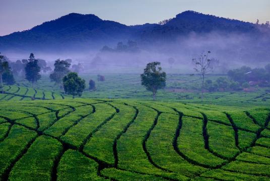 A misty morning at a tea plantation in Ciwidey, Bandung regency, West Java. (Shutterstock/File)