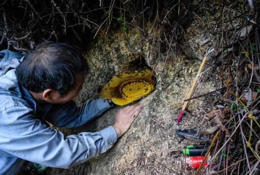 This photo taken on February 14, 2019 shows beekeeper Yip Ki-hok, 62, using his bare hands to delicately remove a section of a honey-filled bees nest on a hillside in Hong Kong. /AFP