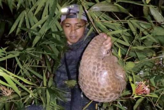 JR-Lhiy Pastrana, a researcher from Katala Foundation, holds a Palawan pangolin his team found during its nightly rounds in the Victoria-Anepahan Mountain Range in southern Palawan. —PHOTO FROM USAID PROTECT WILD LIFE