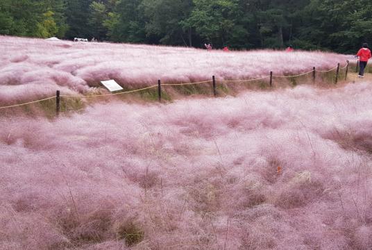 This file photo from last year shows a pink muhly field in the southern port city of Ulsan. (Yonhap)
