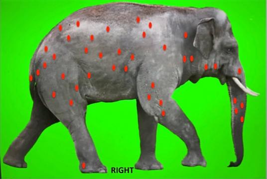 Gruesome discovery: A photo showing the locations of 40 of the more than 70 bullets found in the elephant’s carcass.