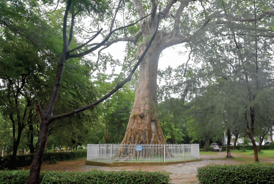 Over 100-year old Thitpok Tree in the compound of Yangon University (Photo-Lwin Myo Thu)