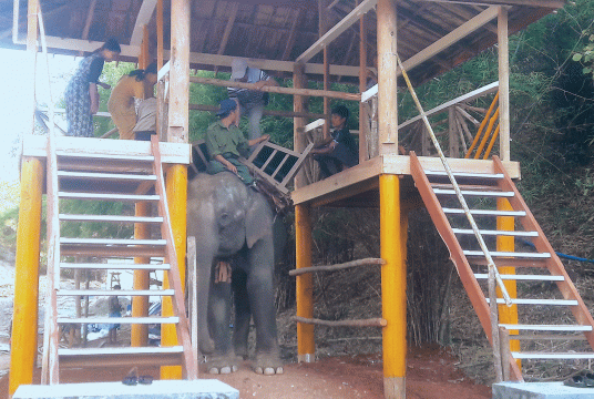 Elephant camp will be opened near Shwesettaw Pagoda.