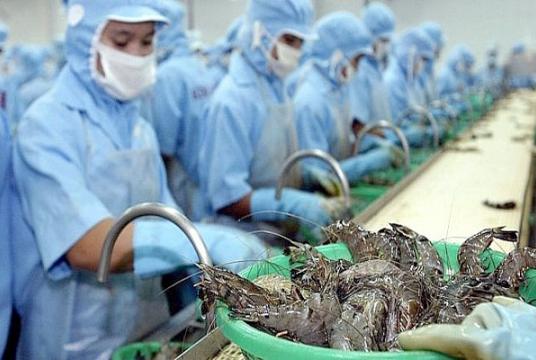 The zero per cent tax is great news for the Vietnamese shrimp sector. — Photo enternews.vn