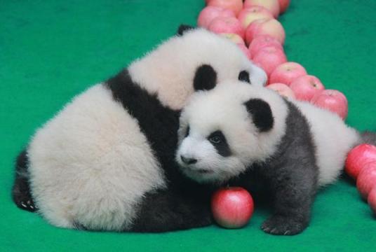 Two panda cubs born in 2019 snuggle up together while they make a public appearance at the Chengdu Research Base of Giant Panda to celebrate the upcoming 70th anniversary of the founding of the PRC, in Chengdu, Southwest China's Sichuan province, on Sept 24, 2019. (PHOTO PROVIDED TO CHINADAILY.COM.CN)
