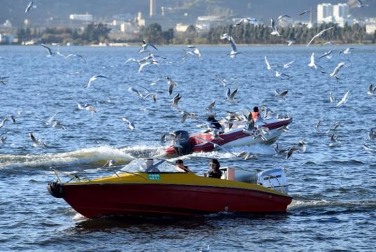 People cruise around to view red-billed gulls at Dianchi Lake in Kunming, capital of Southwest China's Yunnan province, Nov 14, 2018. [Photo/Xinhua]