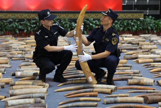 Officers with the Huangpu Customs District in Guangdong province display confiscated elephant tusks in March. China suspended all imports of ivory in 2015. [Photo/Provided to China Daily]