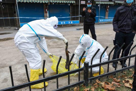 Workers catch a giant salamander which is still alive outside the Huanan Seafood Market in Wuhan city, Hubei province, Jan 27, 2020. [Photo by Yuan Zheng/chinadaily.com.cn]
