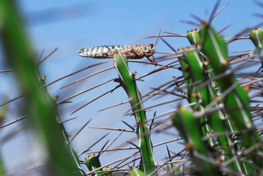 A desert locust is seen feeding on a plantation in a grazing land on the outskirt of Dusamareb in Galmudug region, Somalia Dec 22, 2019. [Photo/Agencies]