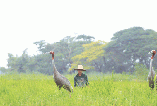 A rare red-crowned crane. Photo-WCS Myanmar